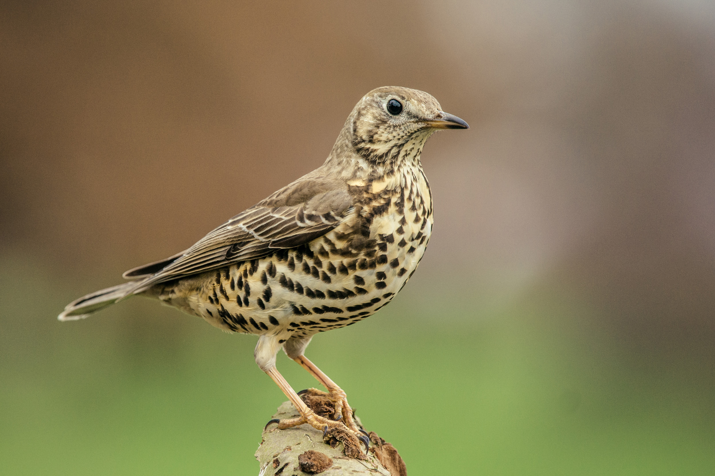 A lone Mistle Thrush perched upon a log.