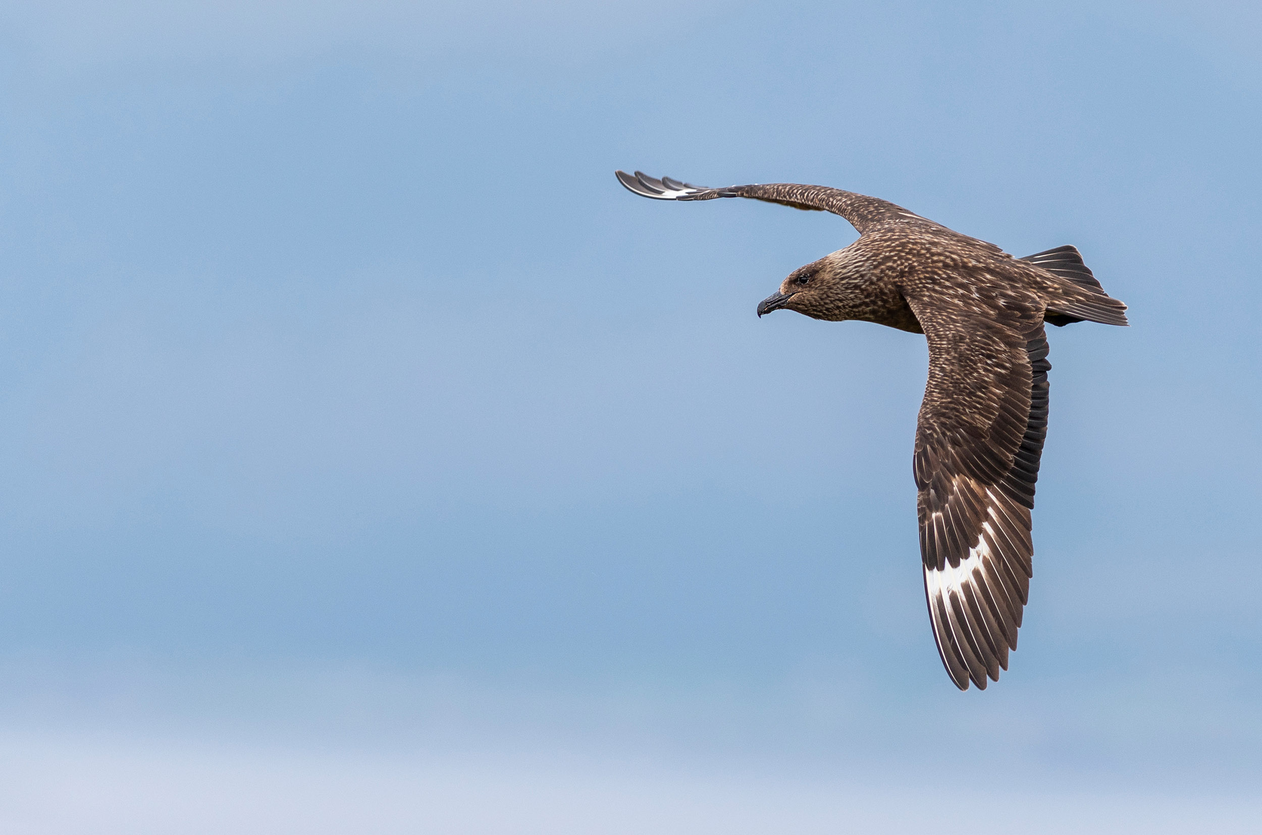 A lone Great Skua flying against a clear blue sky.