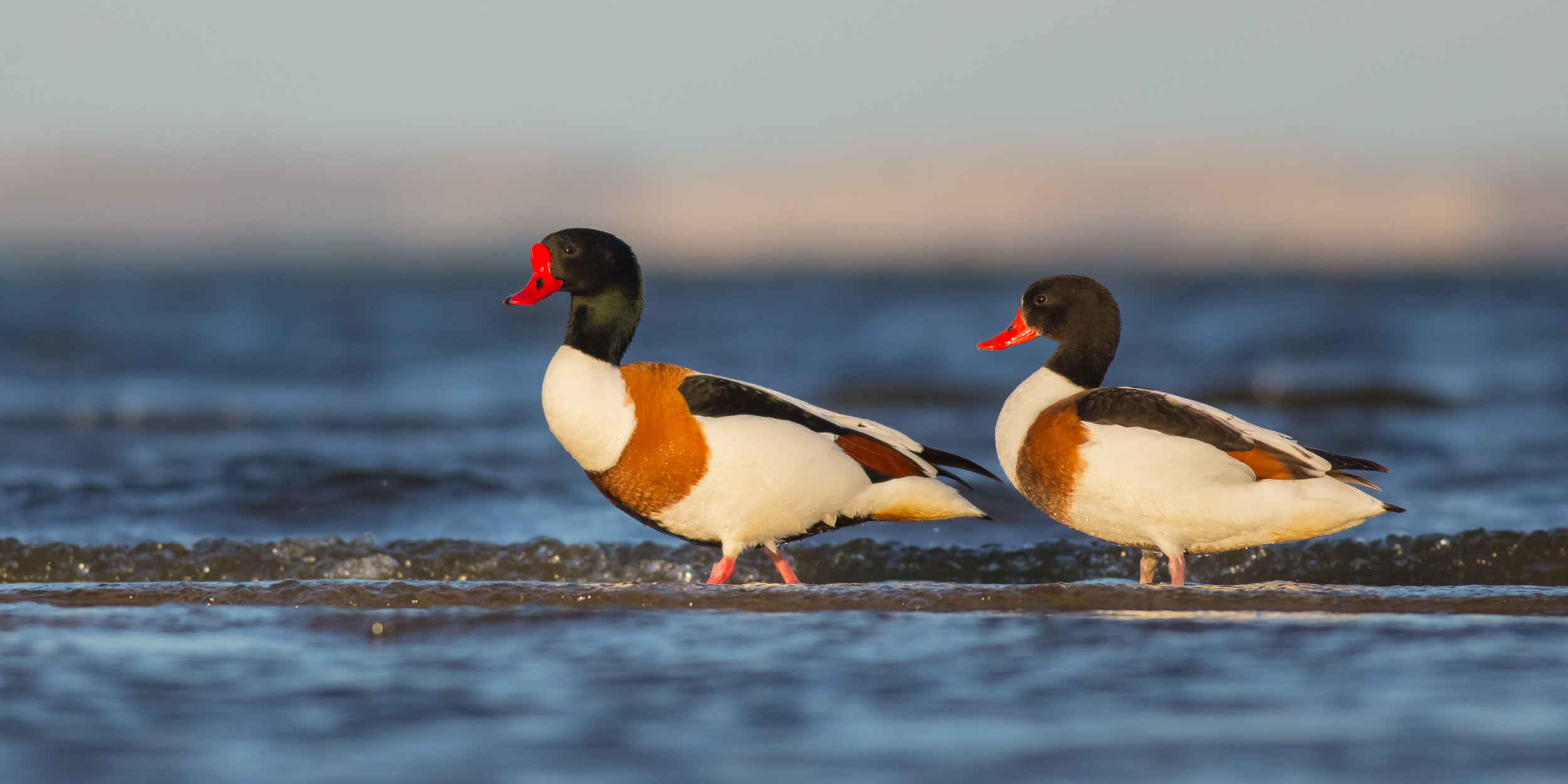 A pair of male Shelducks paddling in shallow waters.