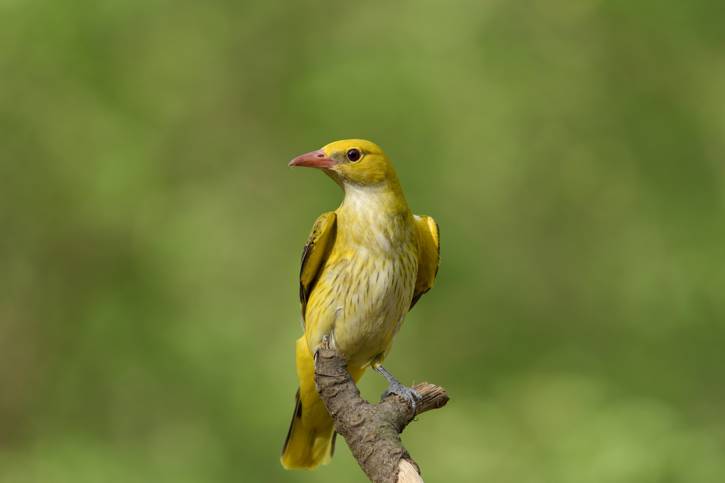 A female Golden Oriole perched on the top of a branch.