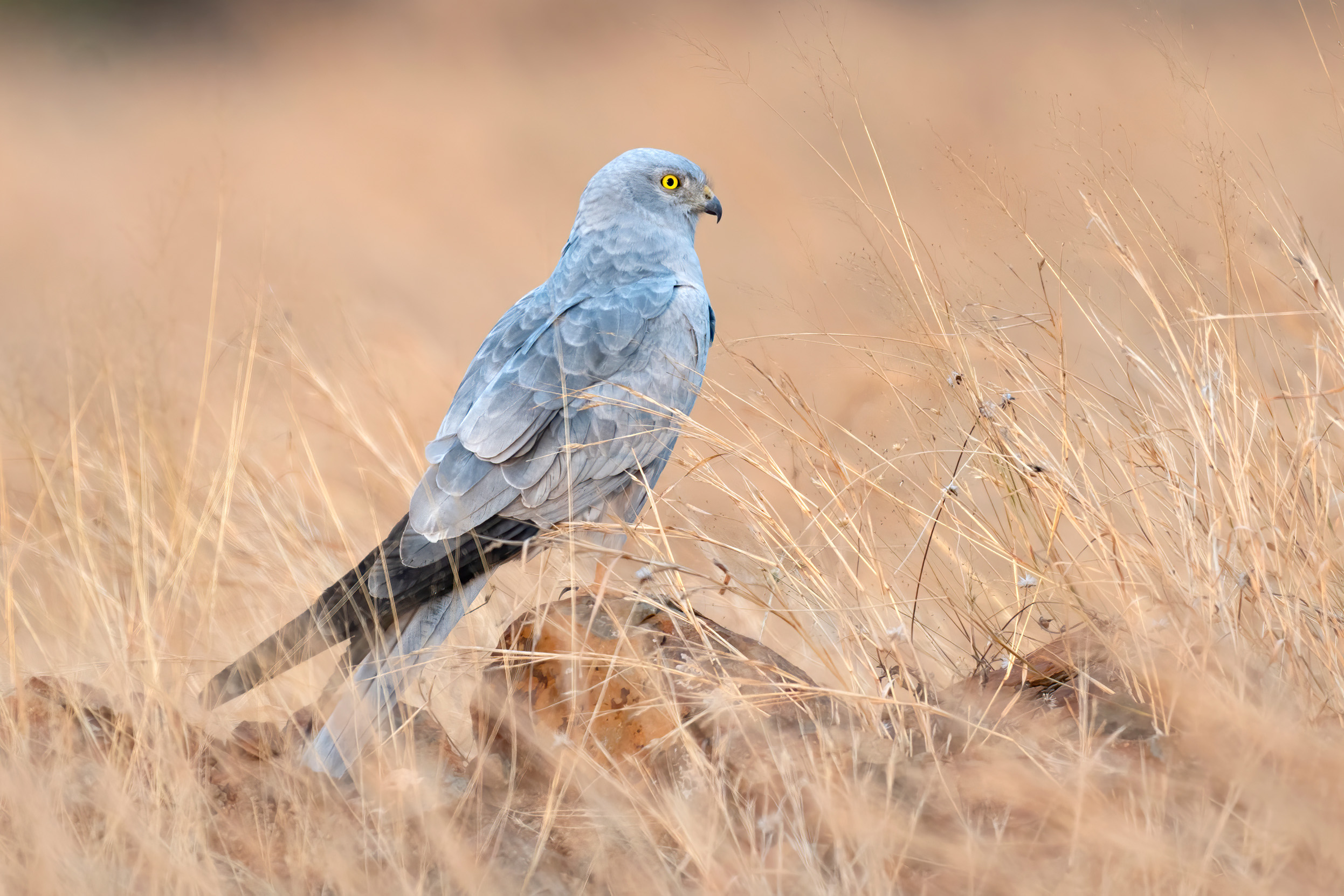 A male Montagu's Harrier perched on a rock in a brown grass field.
