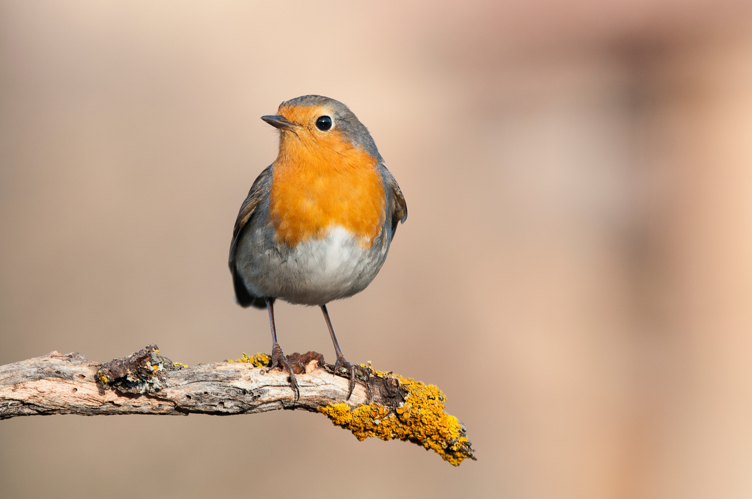 A Robin stood on a lichen covered branch.