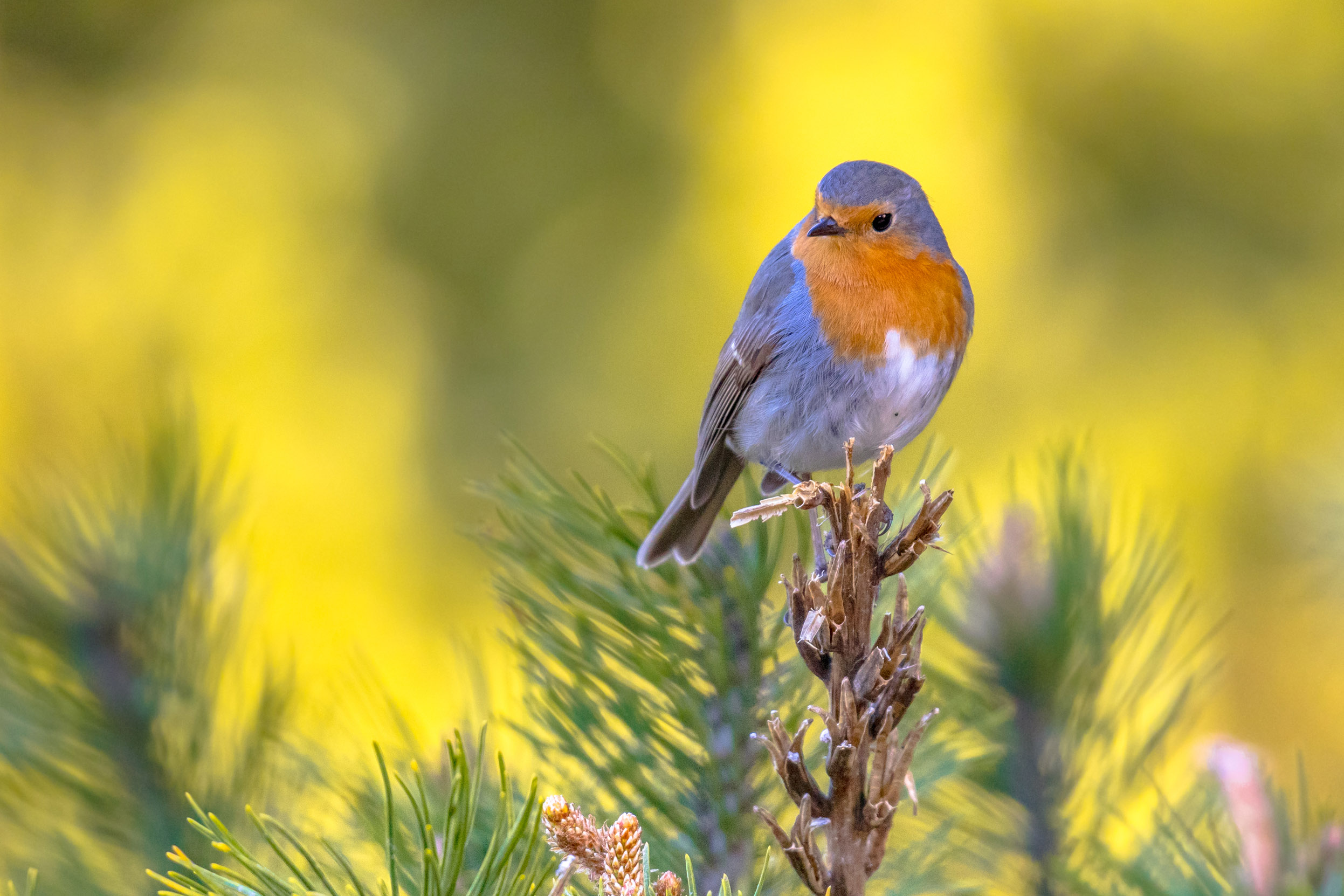 A Robin perched at the top of a pine tree.