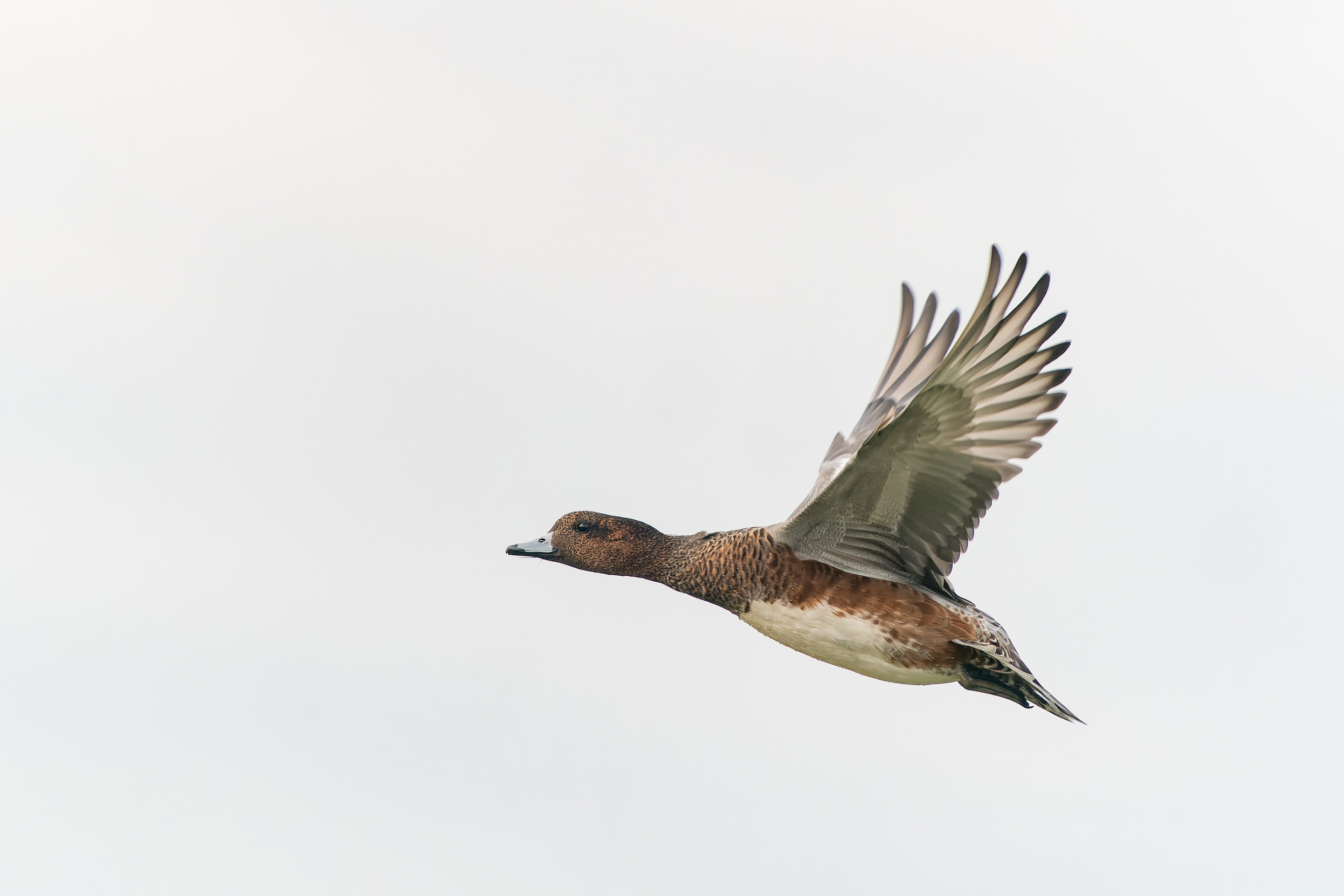 Female Wigeon in flight
