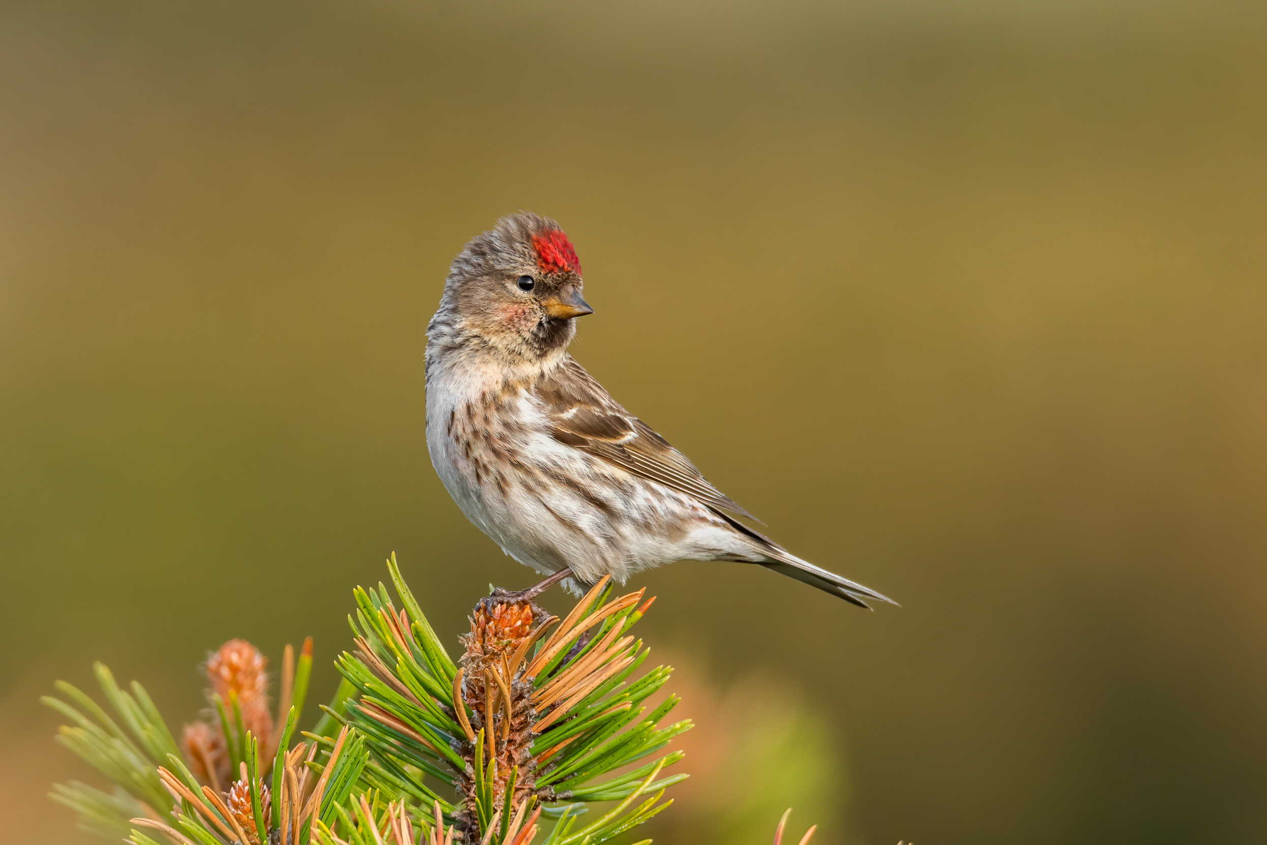 A Lesser Redpoll stood at the very top of a tree.