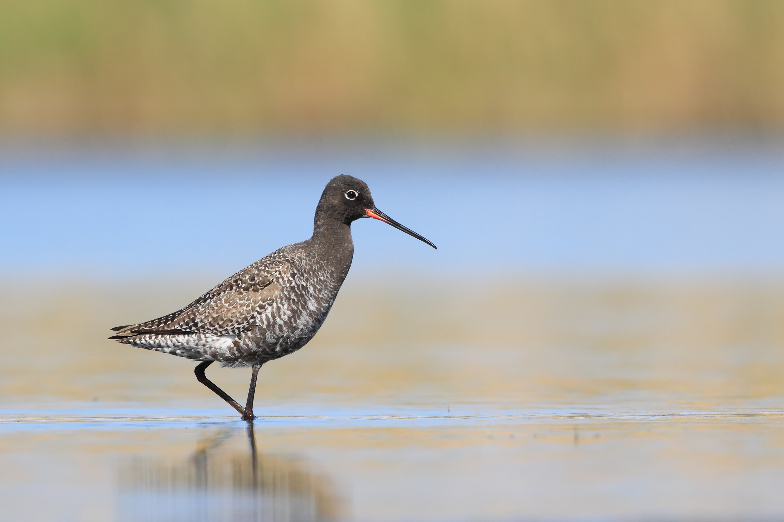 Spotted Redshank with summer plumage, walking through shallow water