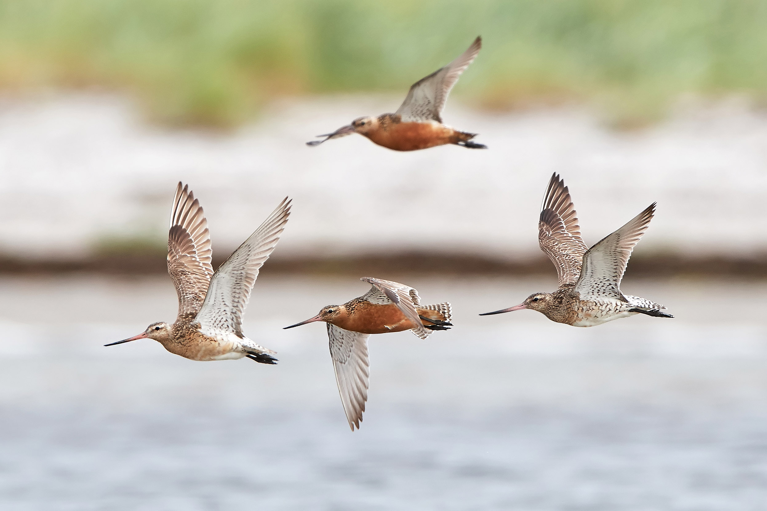 Four Bar-tailed Godwits flying in diamond formation over water.