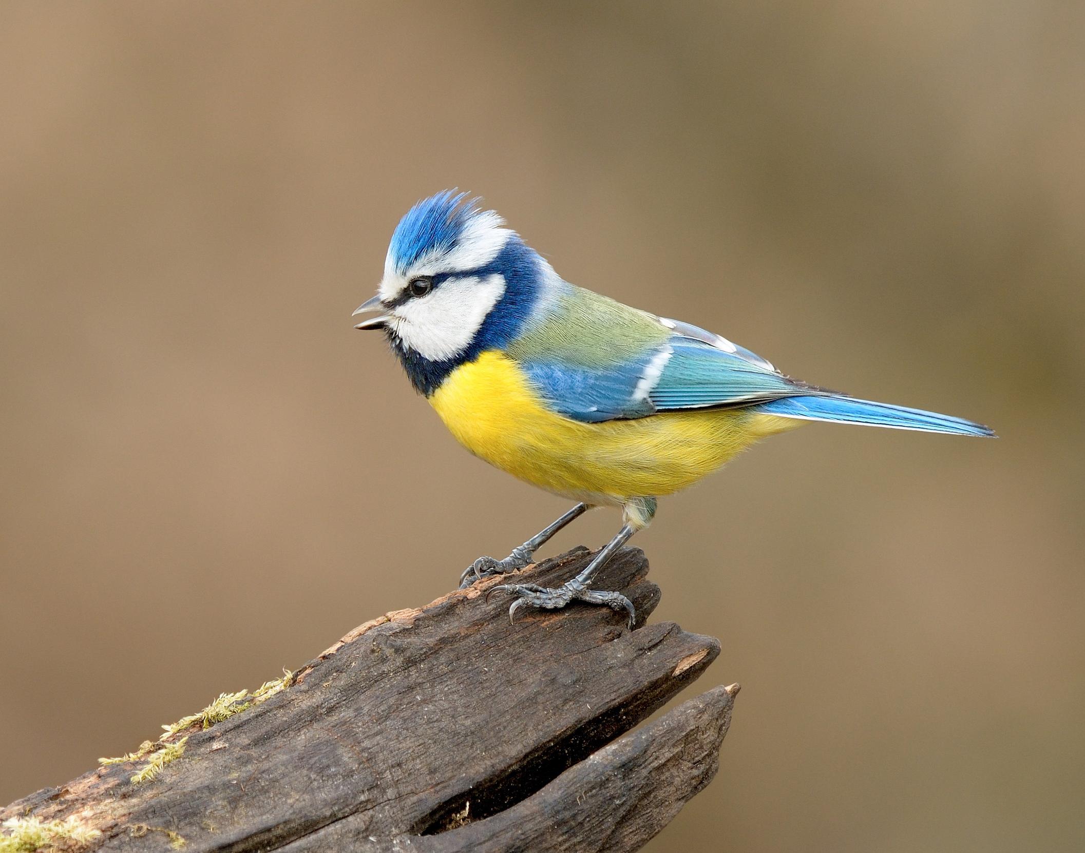 Blue Tit Bird Facts  Cyanistes Caeruleus