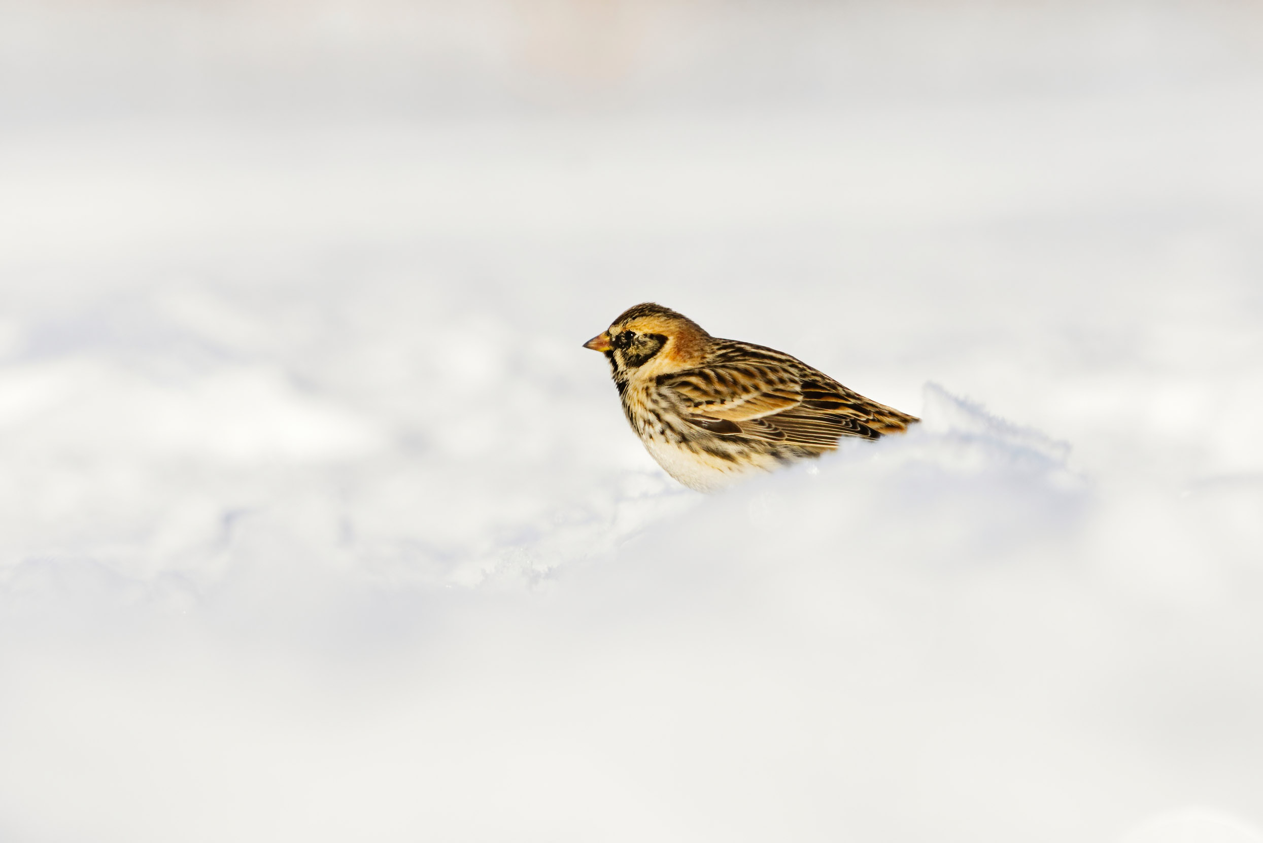 A lone Lapland Bunting perched in a bed of white snow.