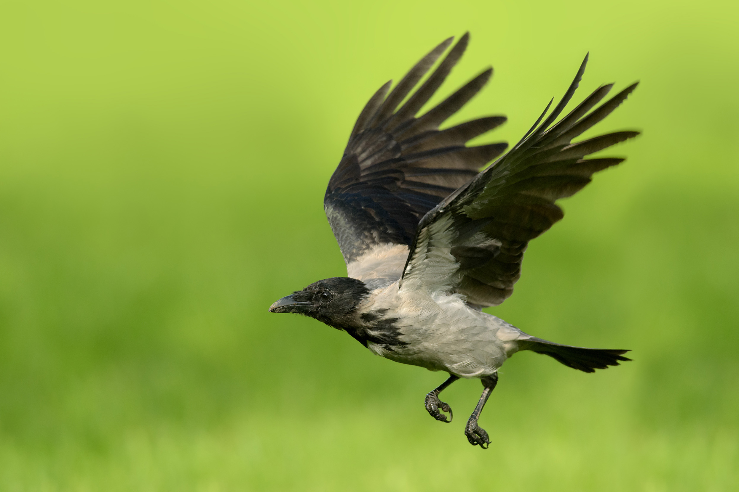 A Hooded Crow in mid flight over grassland.