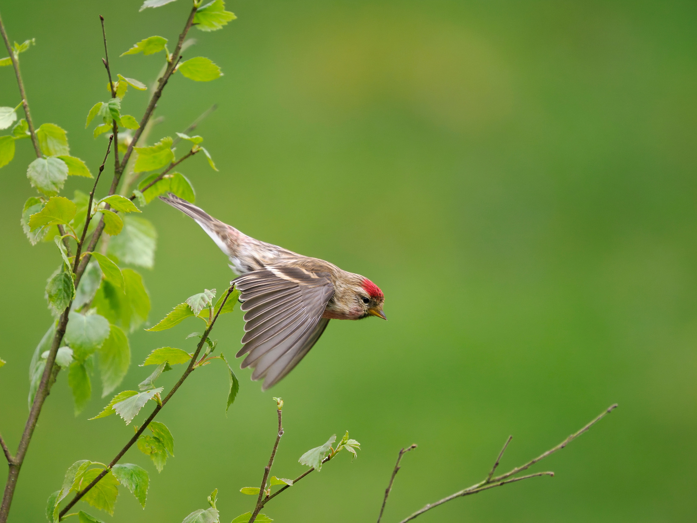 Lesser Redpoll in flight from a tree.