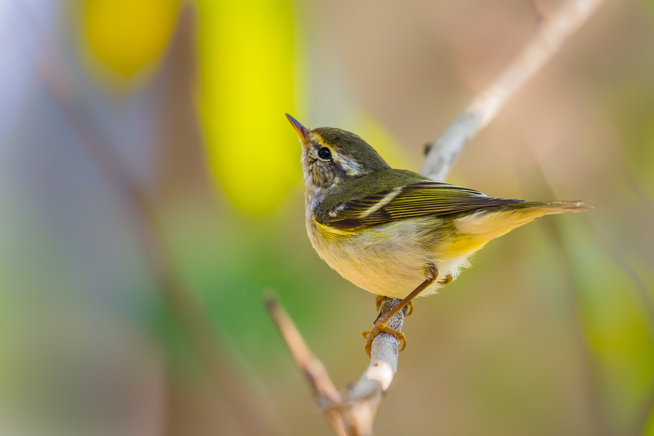A Yellow-browed Warbler perched on a branch under leaves looking upwards.