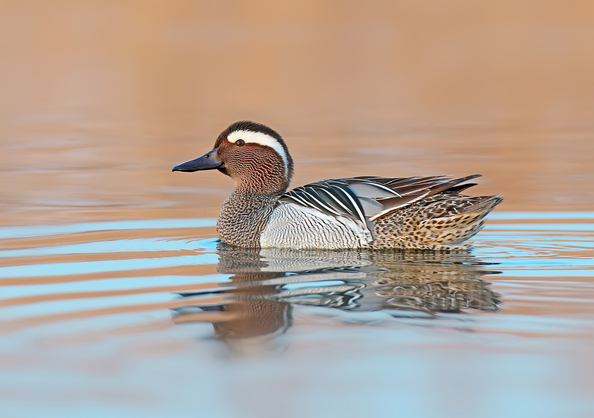 Male Garganey duck swimming on calm blue and orange water.