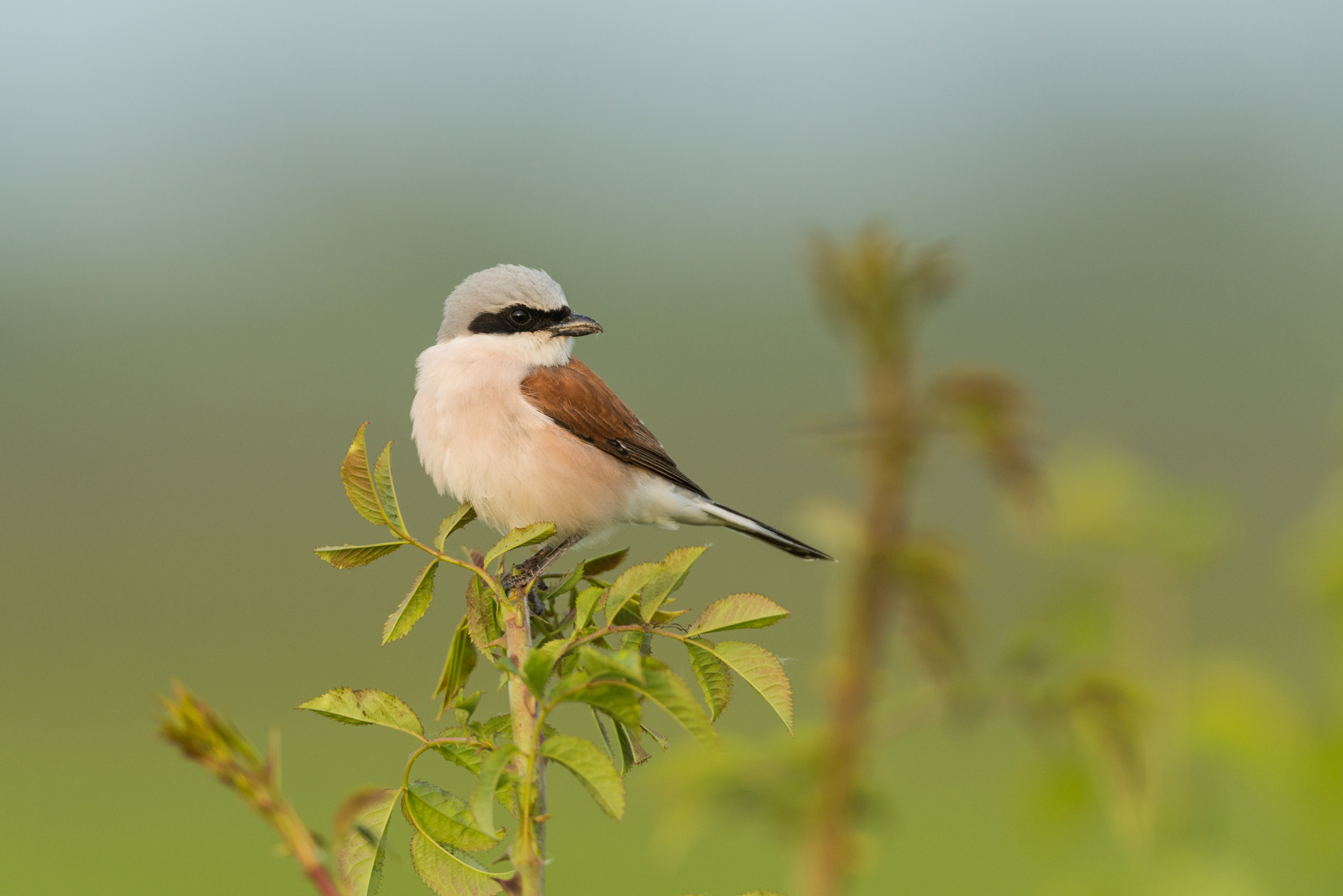 A male Red-backed Shrike sat at the top of a tree.