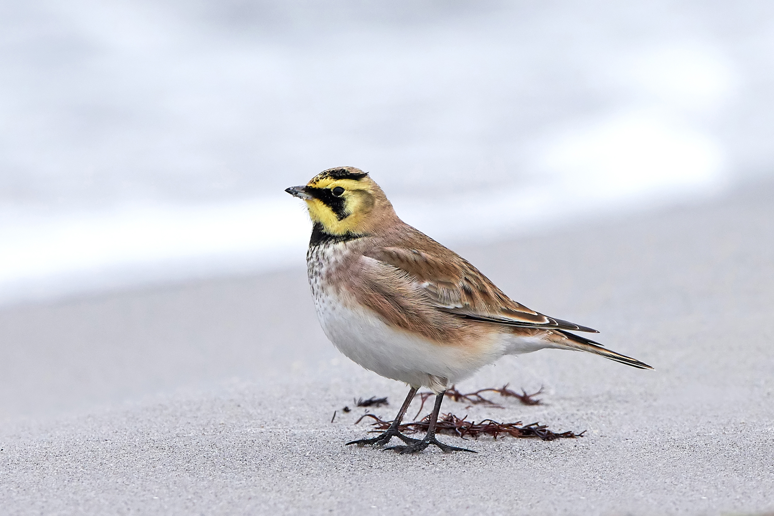 A lone Shore Lark stood on a sandy beach looking out to sea.