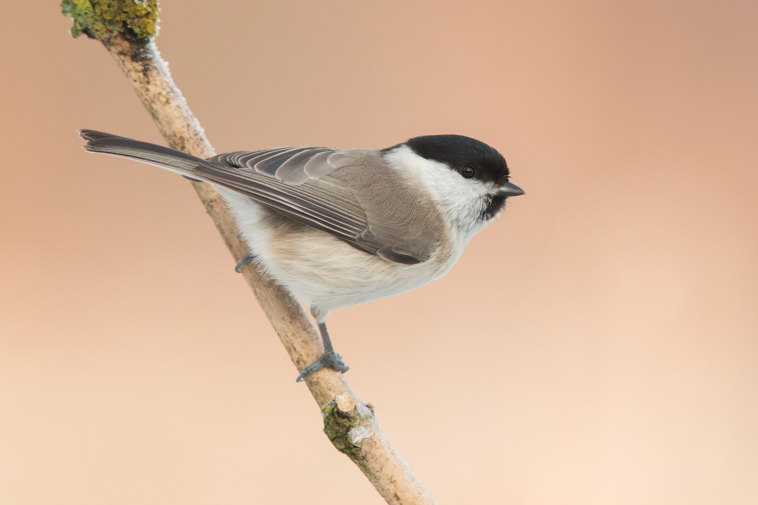 A lone Marsh Tit perched on a branch against a pale orange, peach background.