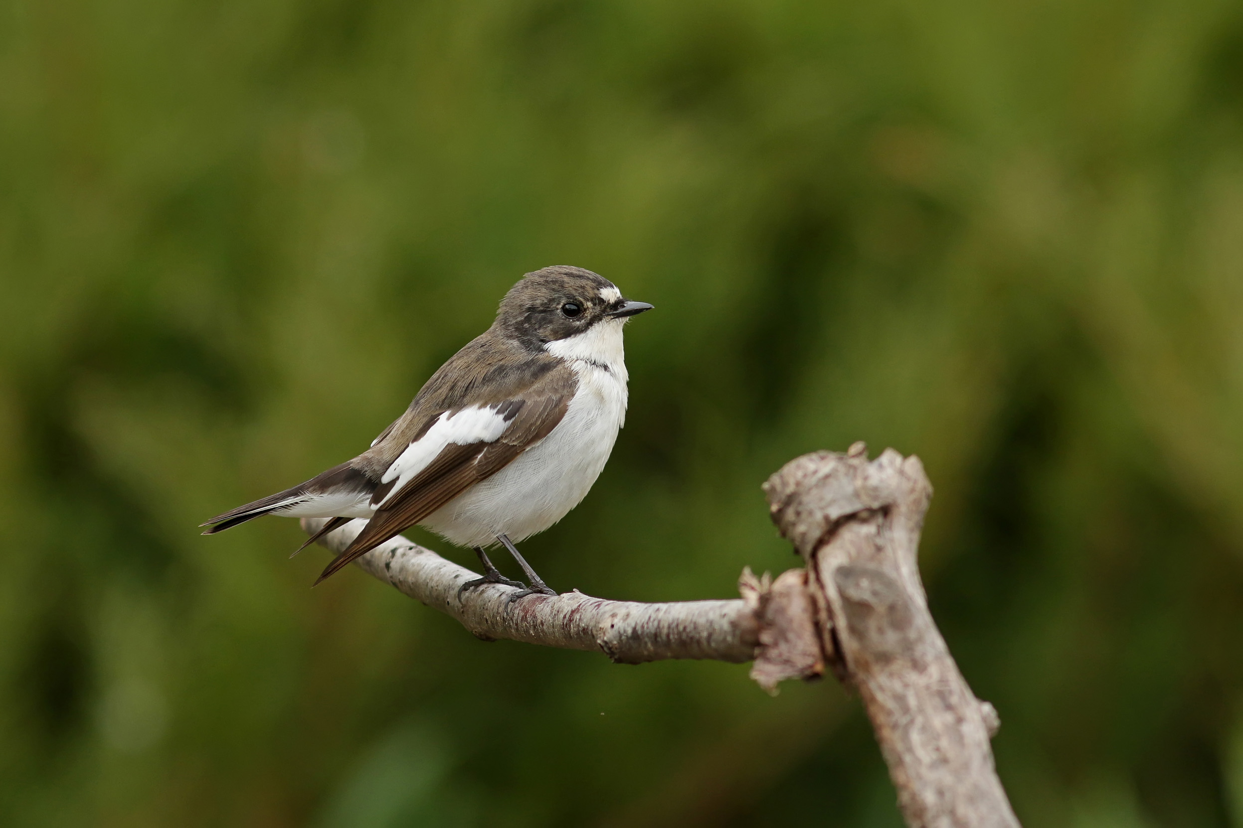 A lone female Pied Flycatcher perched on a branch.