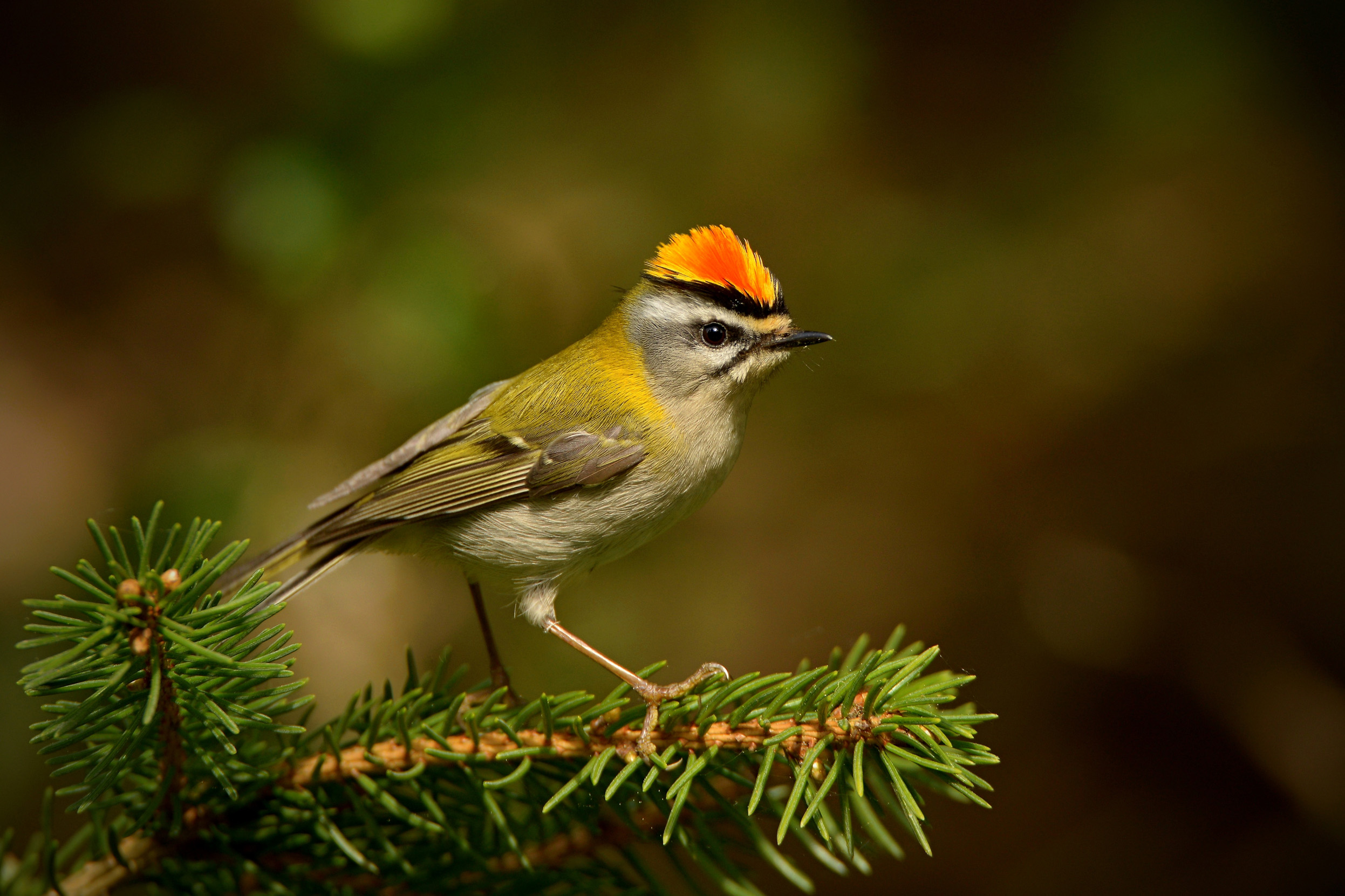A male Firecrest perched on a pine needle branch.