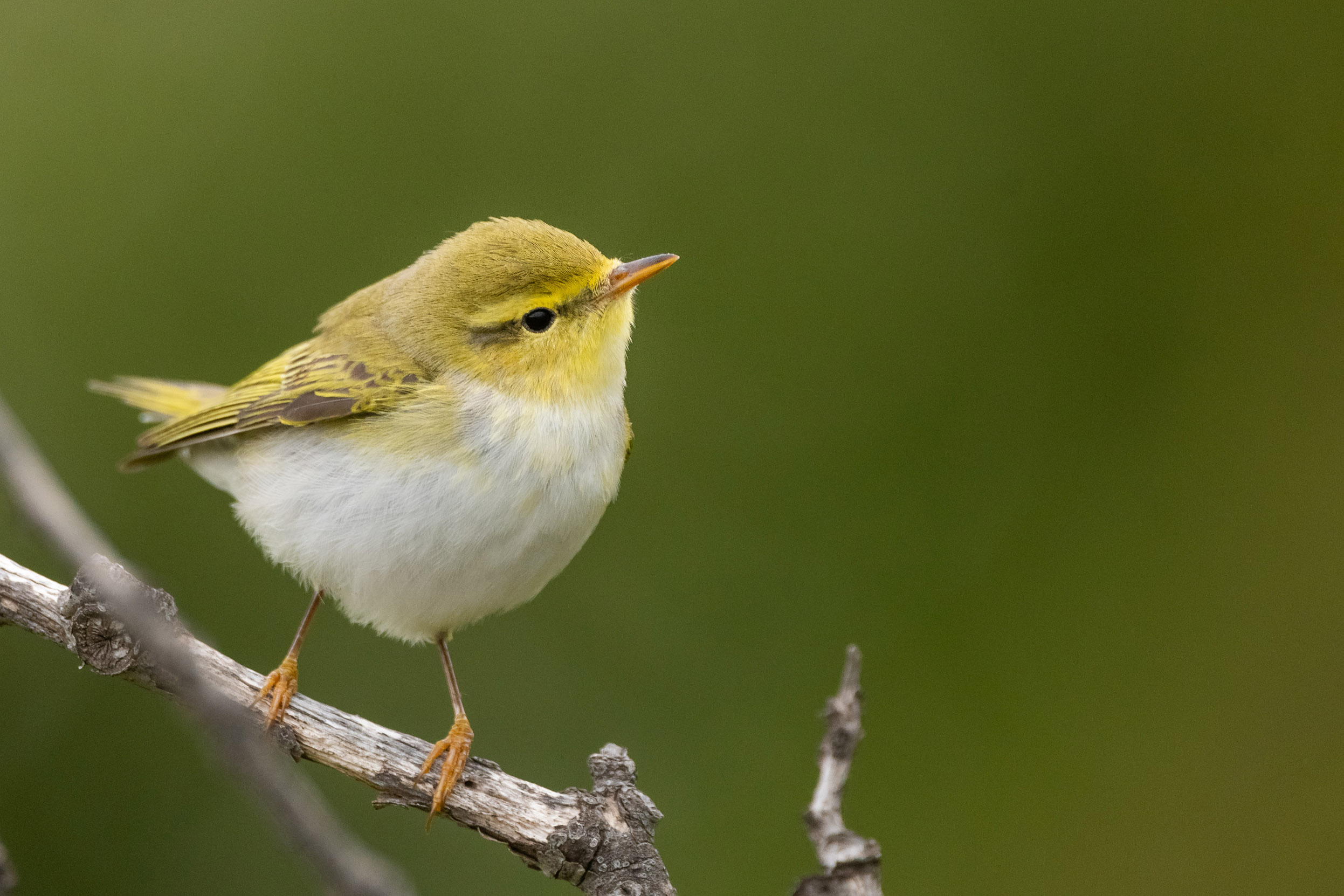 A lone Wood Warbler perched on a branch against a green background.