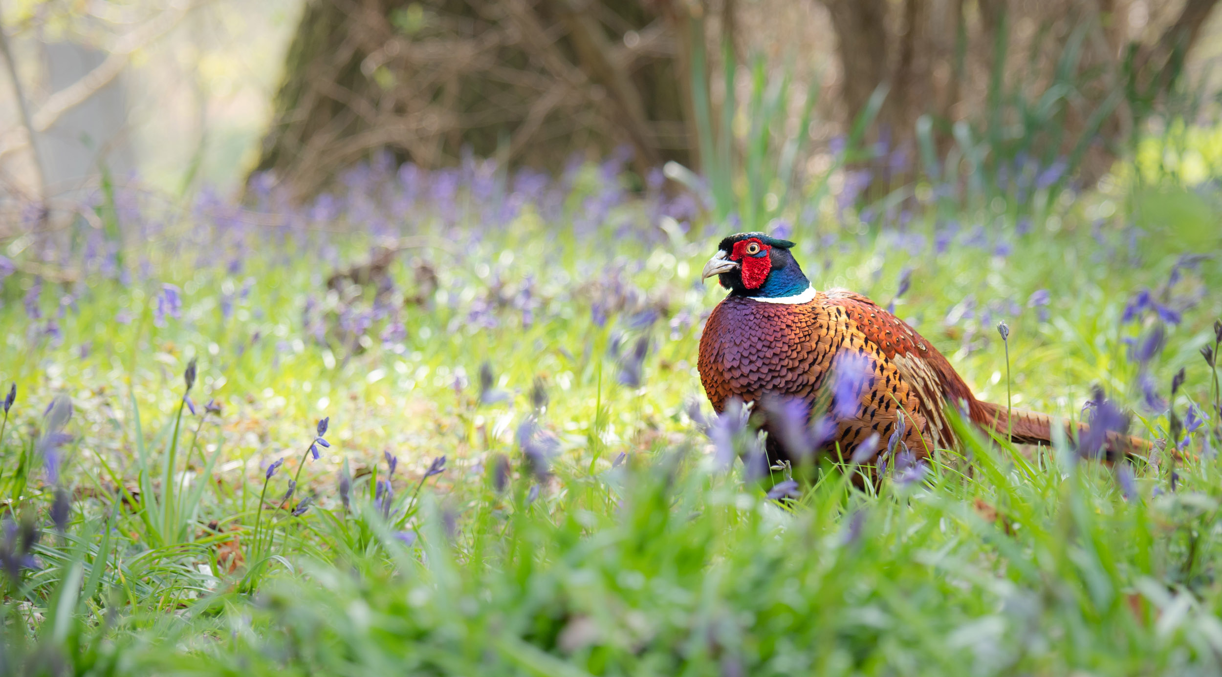 A lone Pheasant walking through a bluebell covered woodland floor.