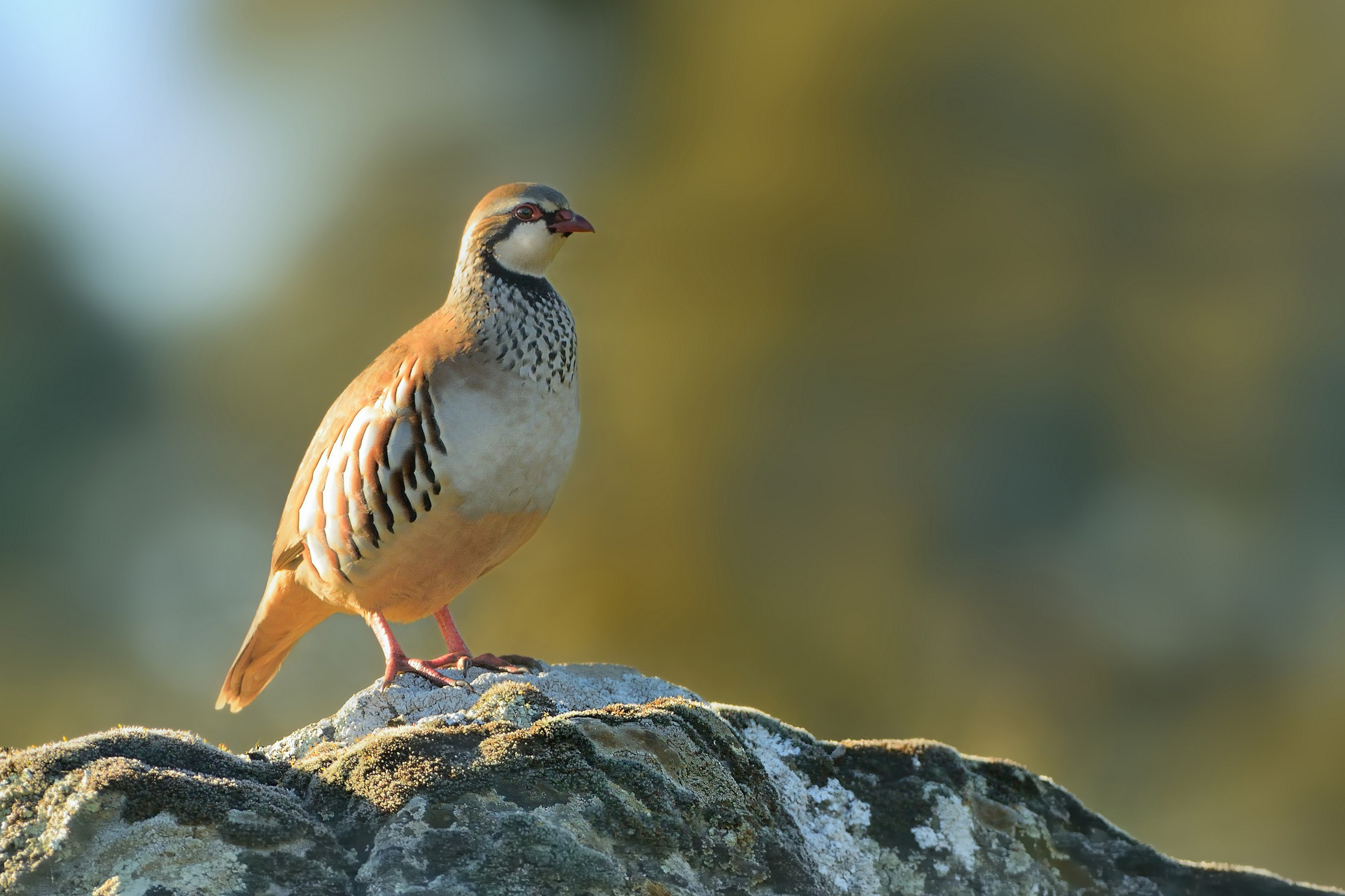 A lone Red Legged Partridge stood on top of a rock.