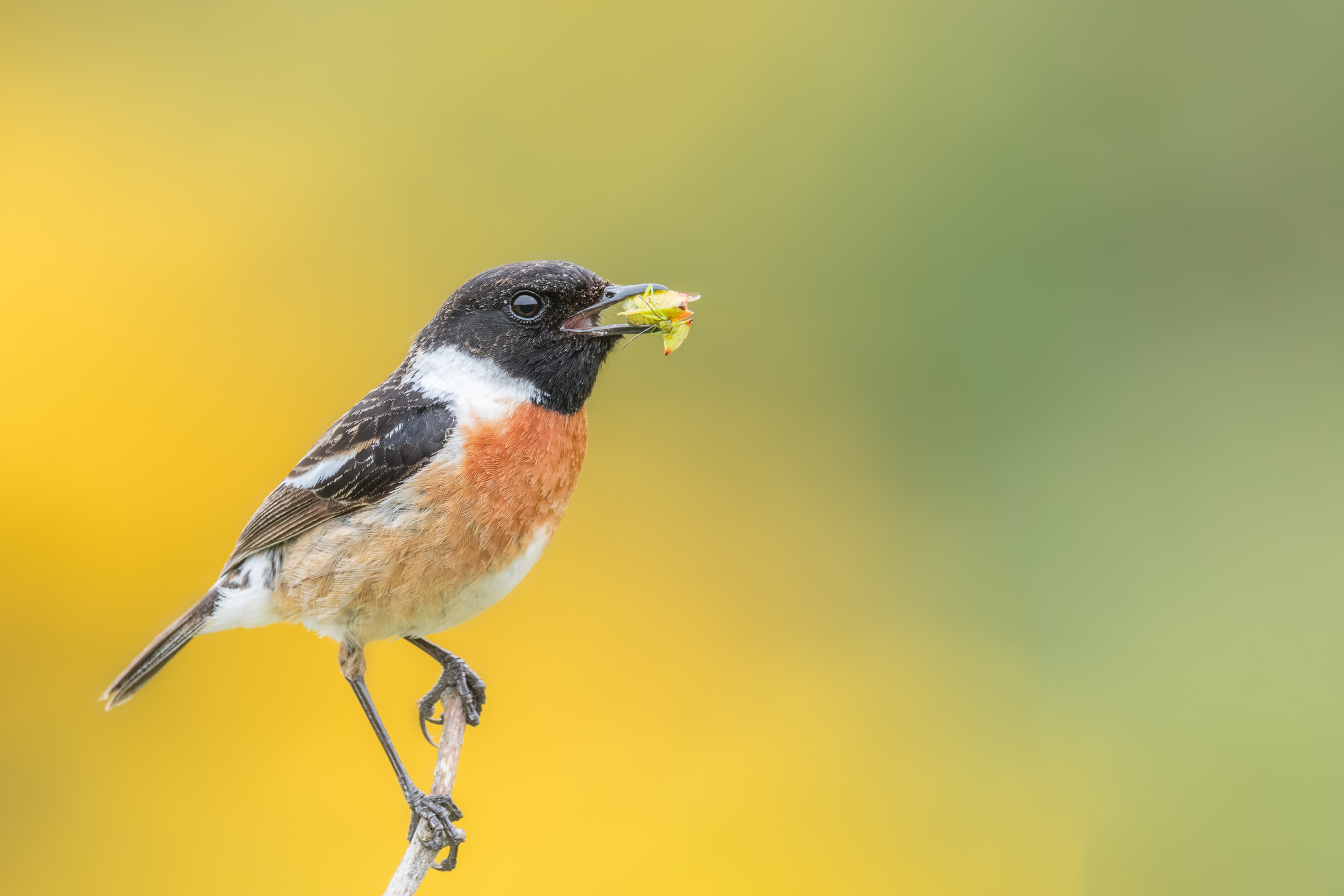 A lone male Stonechat perched on a branch eating a grub.