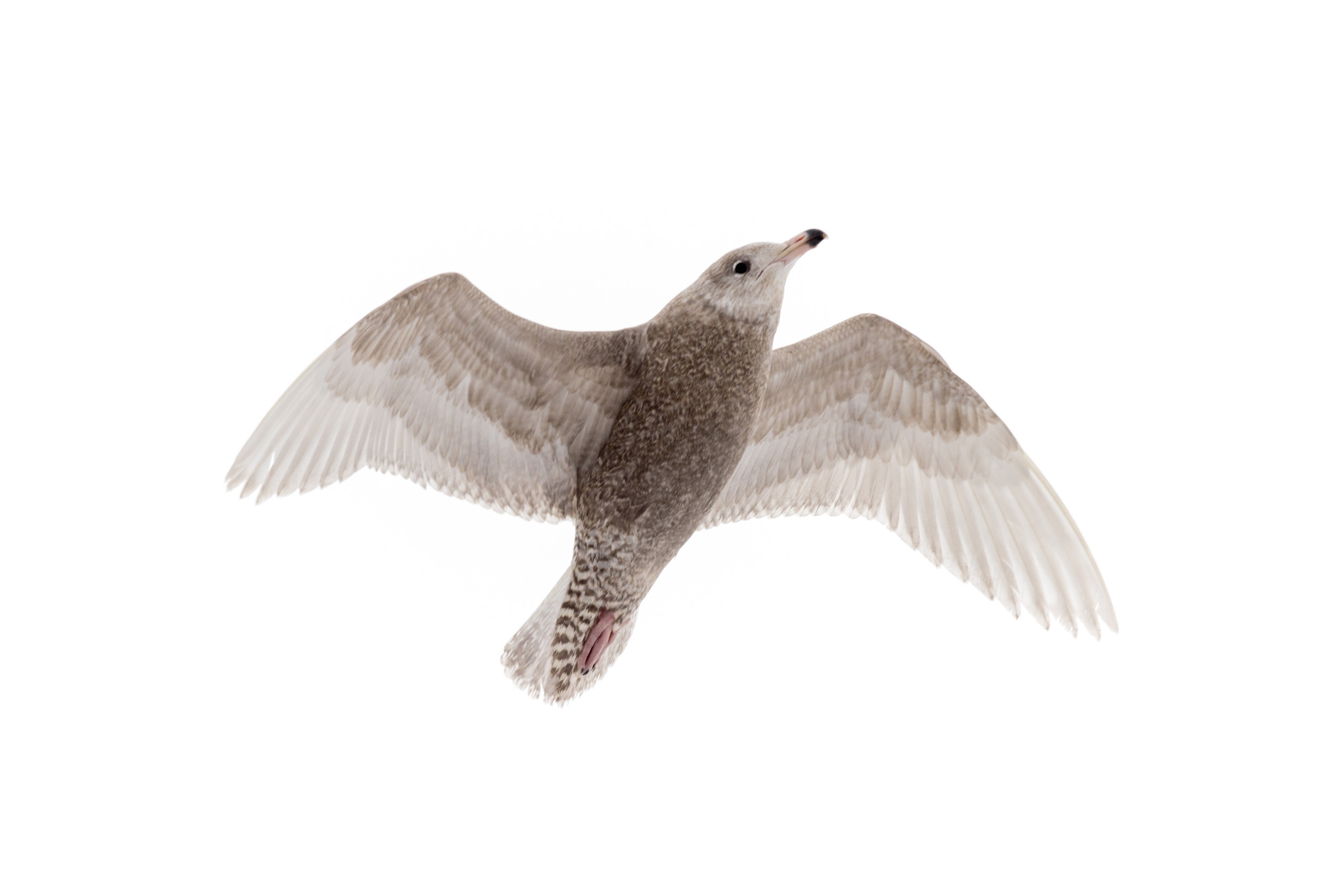 A lone juvenile Glaucous Gull flying overhead against a white background. 