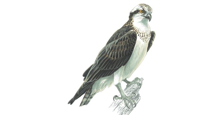 An illustration of an Osprey.