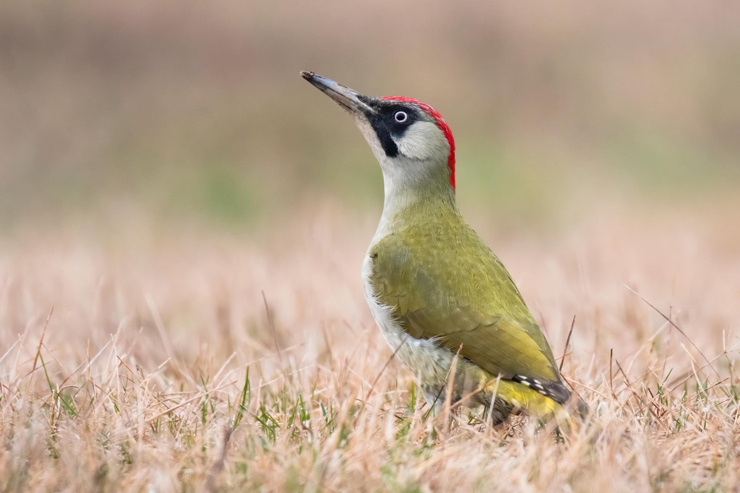 A female Green Woodpecker looking to the sky perched on a patch of dry grass.