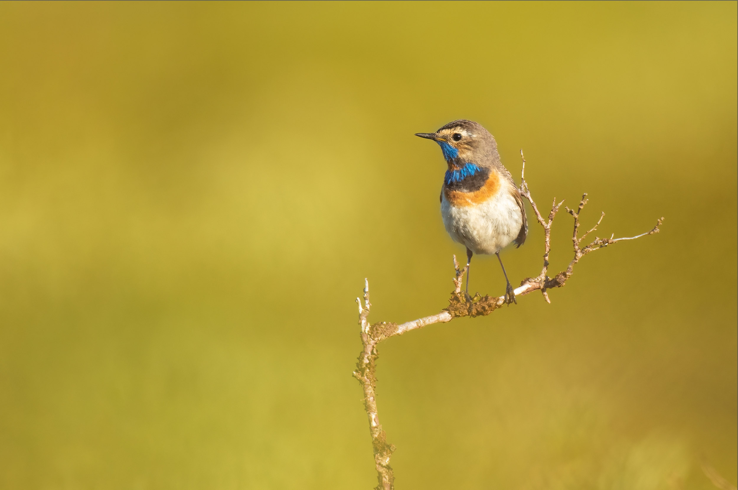 A lone Bluethroat perched on a small stick against an orange background.