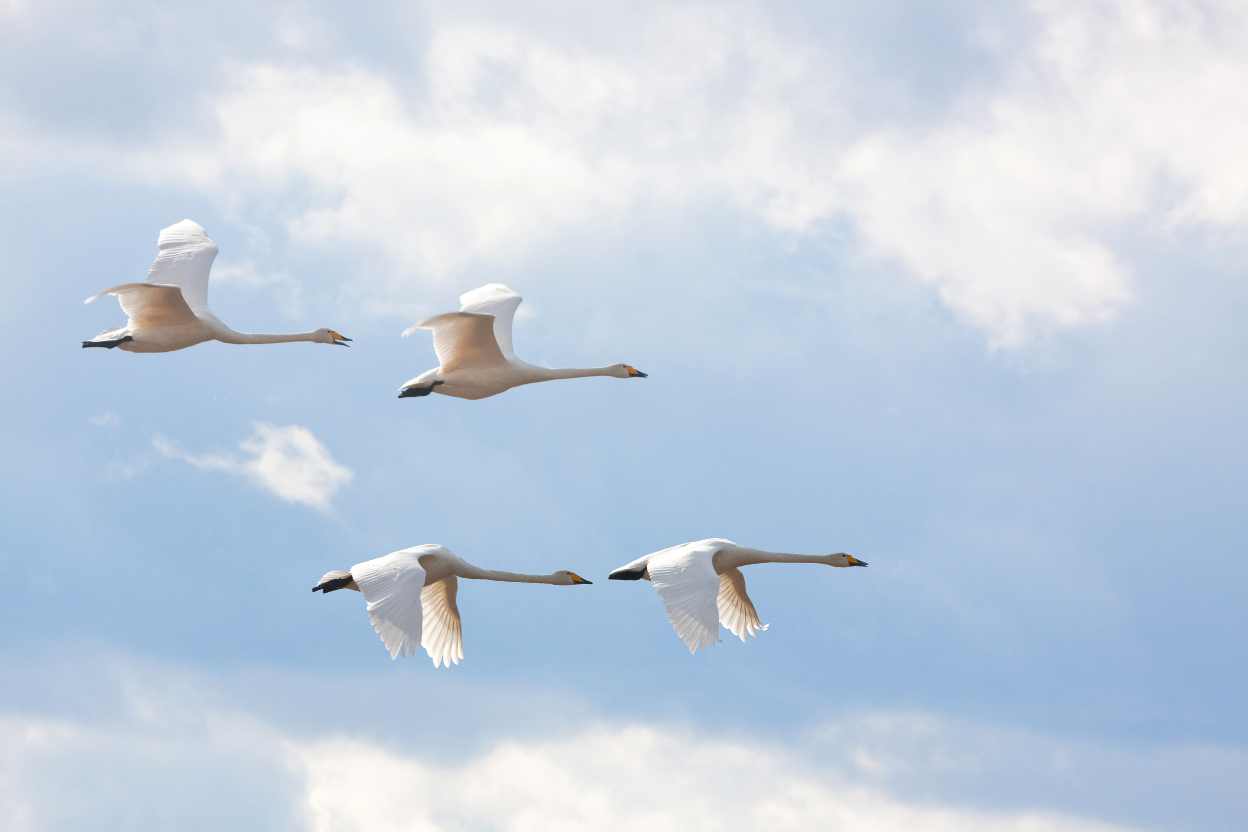 Four Whooper Swans flying in formation in a blue cloudy sky.