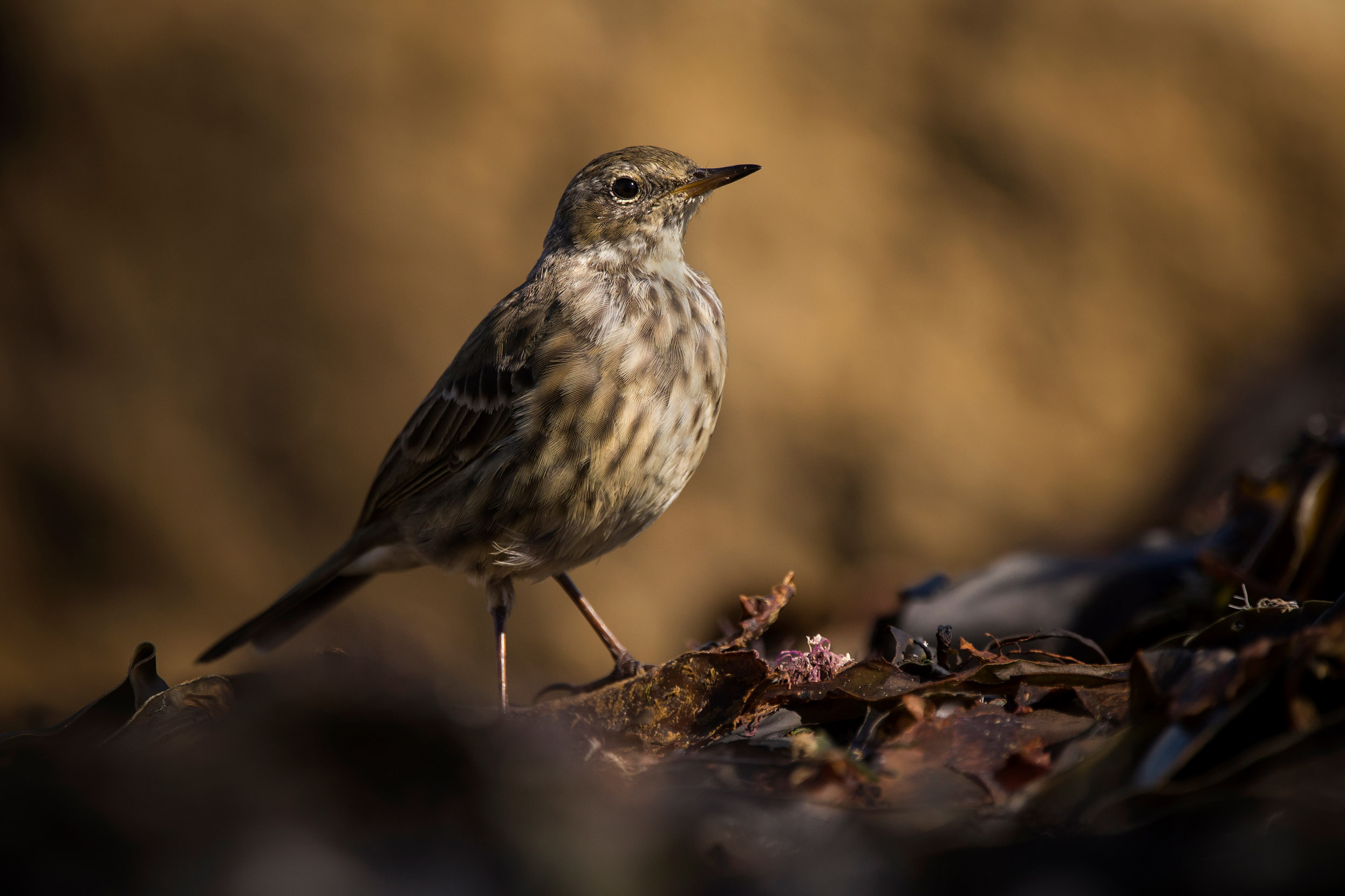 A lone Rock Pipit stood on a bed of fallen leaves.